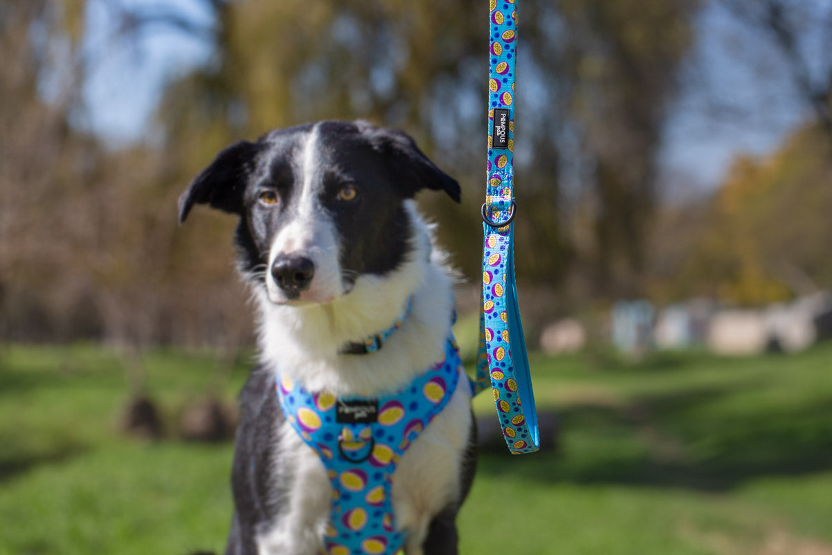 Berrydilla Leash