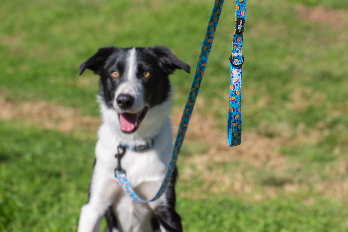 Berrydilla Leash