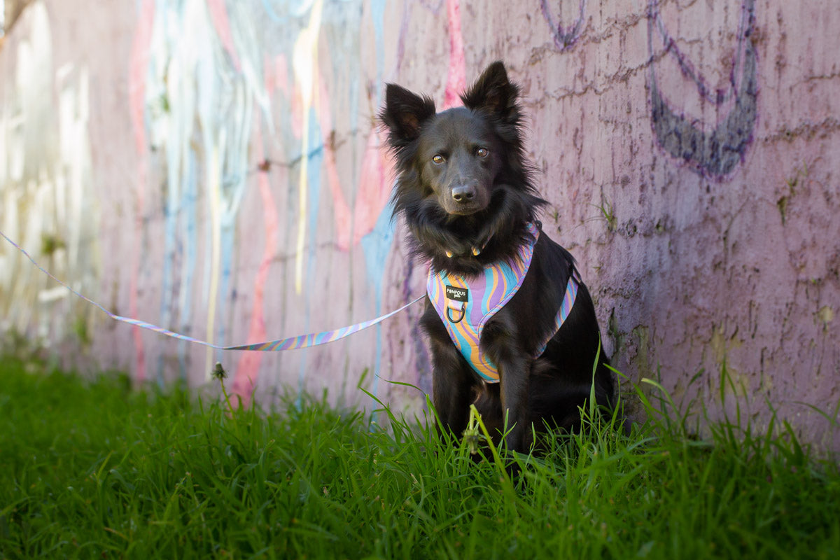Lollipop Adjustable Dog Harness