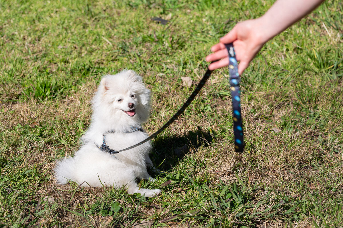 Comets Leash
