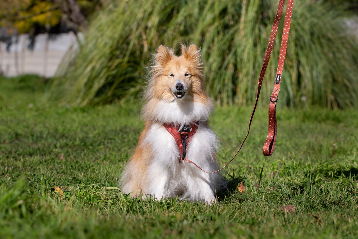 Terracotta Love Adjustable Dog Harness