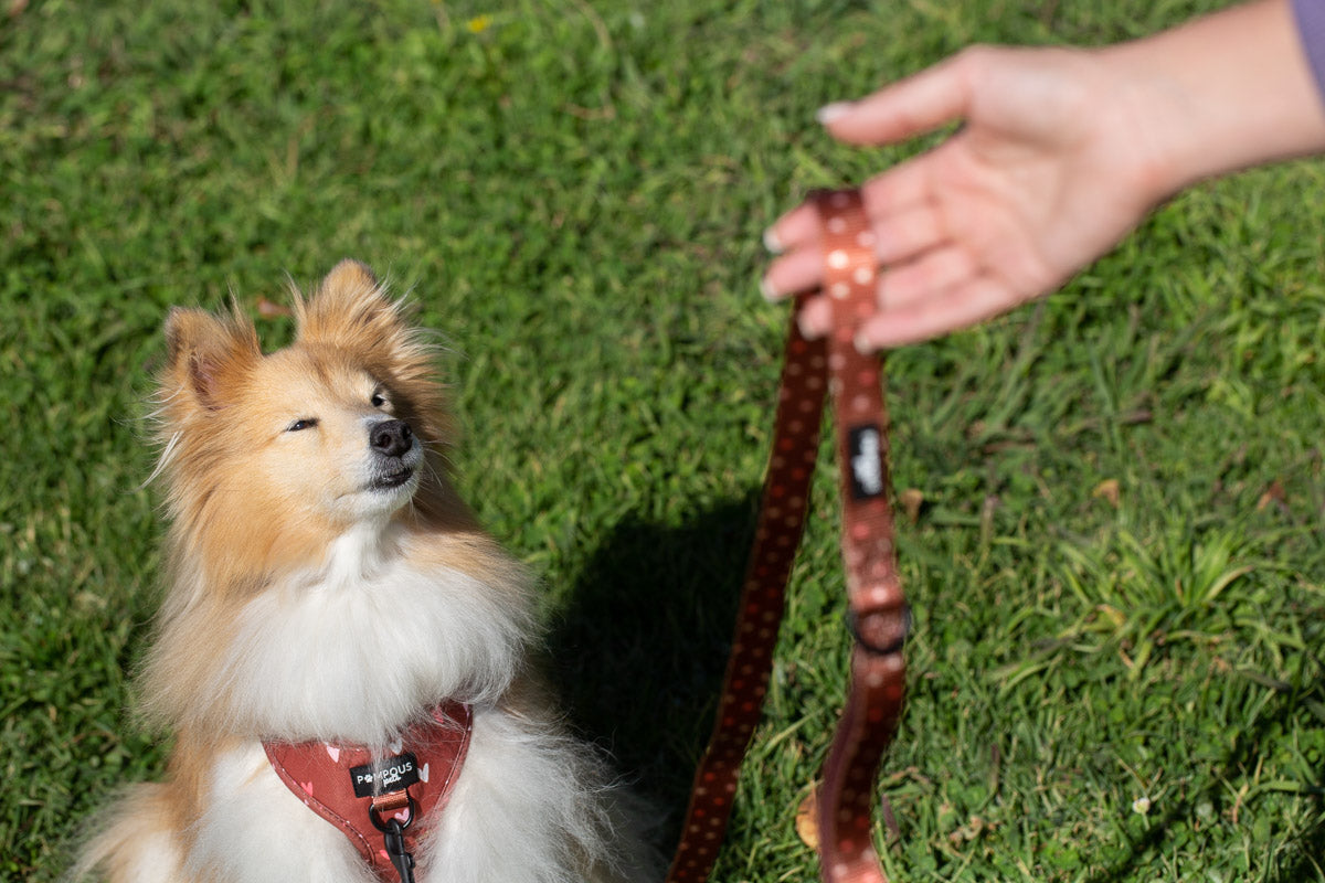 Terracotta Love Dog Leash