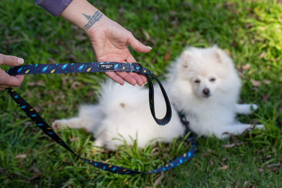 Comets Leash