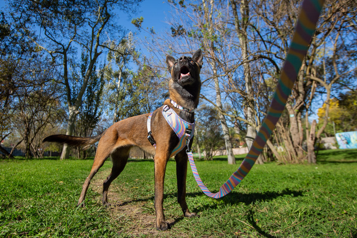 Lollipop Adjustable Dog Harness