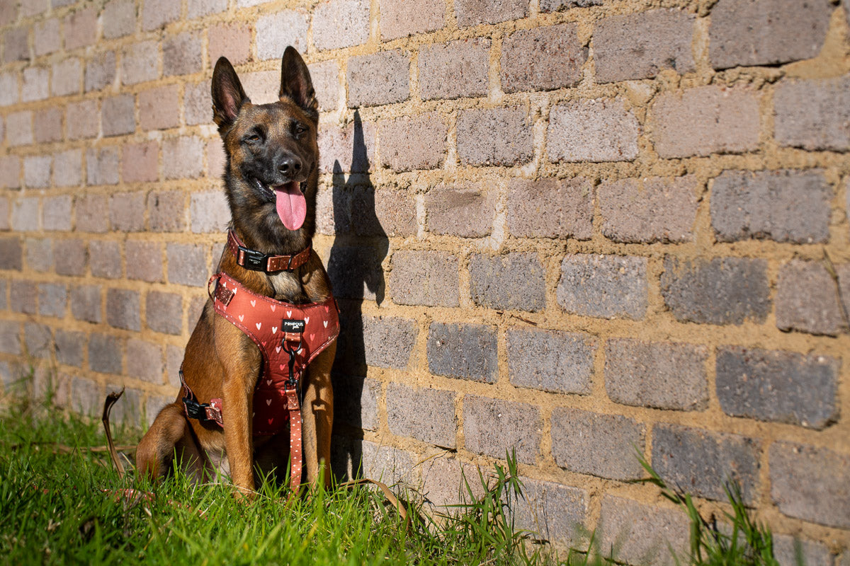 Terracotta Love Adjustable Dog Harness