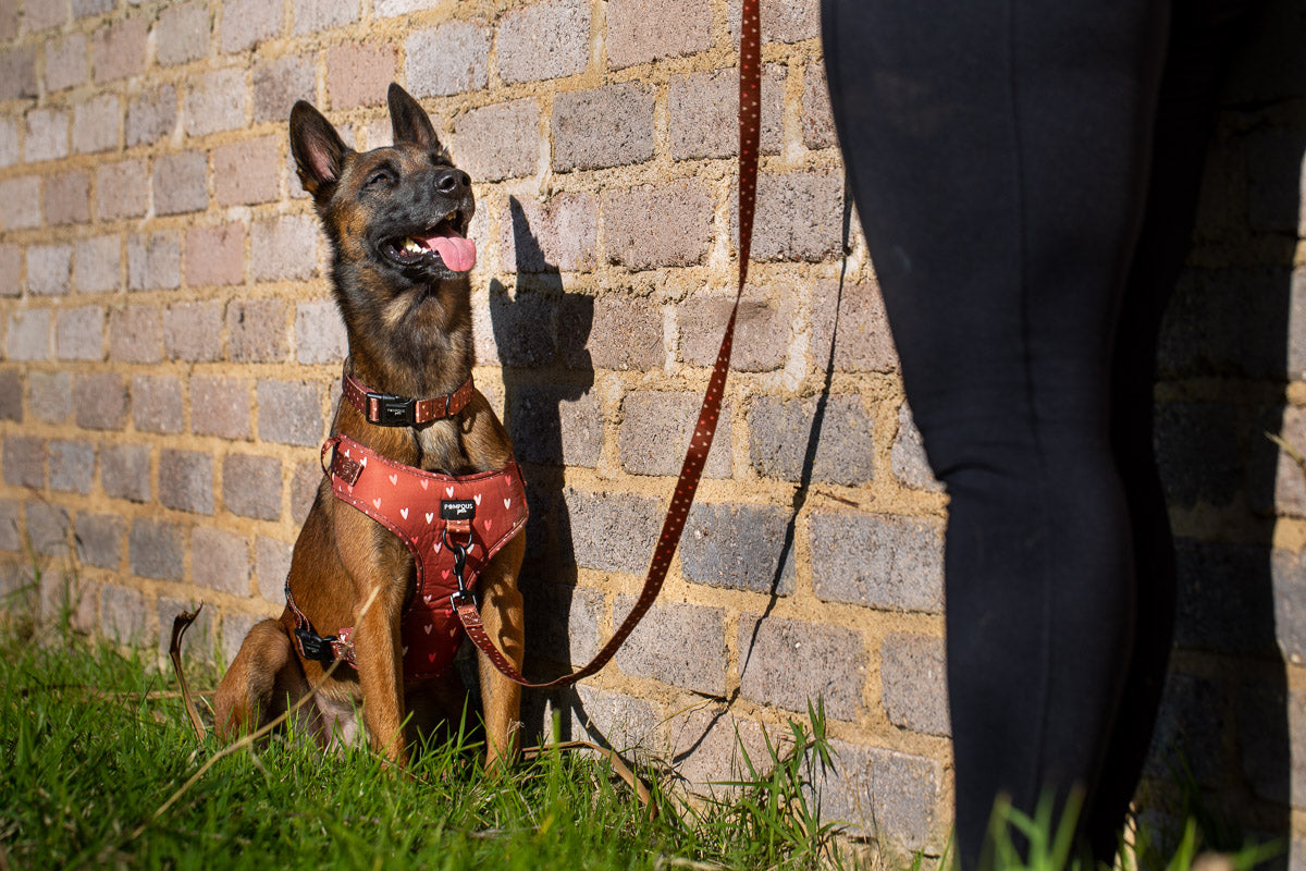 Terracotta Love Dog Leash