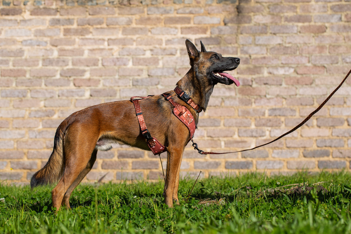 Terracotta Love Dog Collar