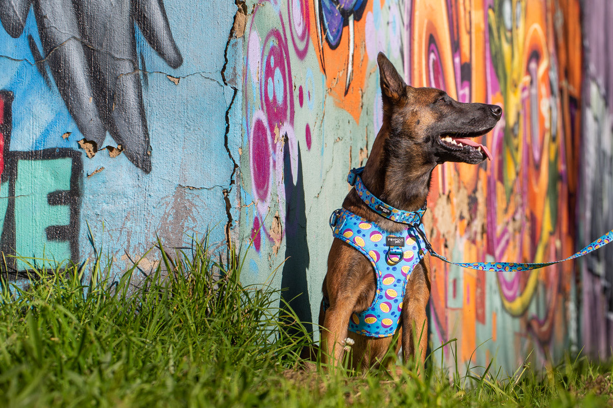 Berrydilla Adjustable Dog Harness