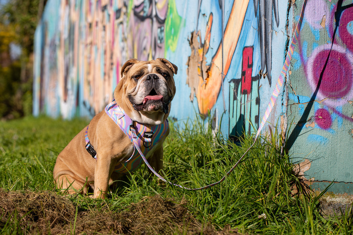Lollipop Adjustable Dog Harness