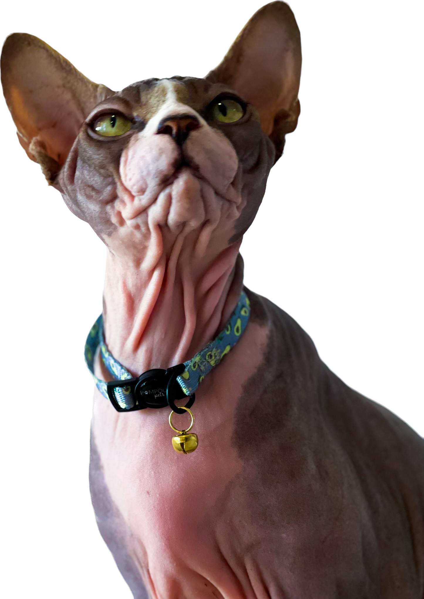 Avolicious Cat Collar