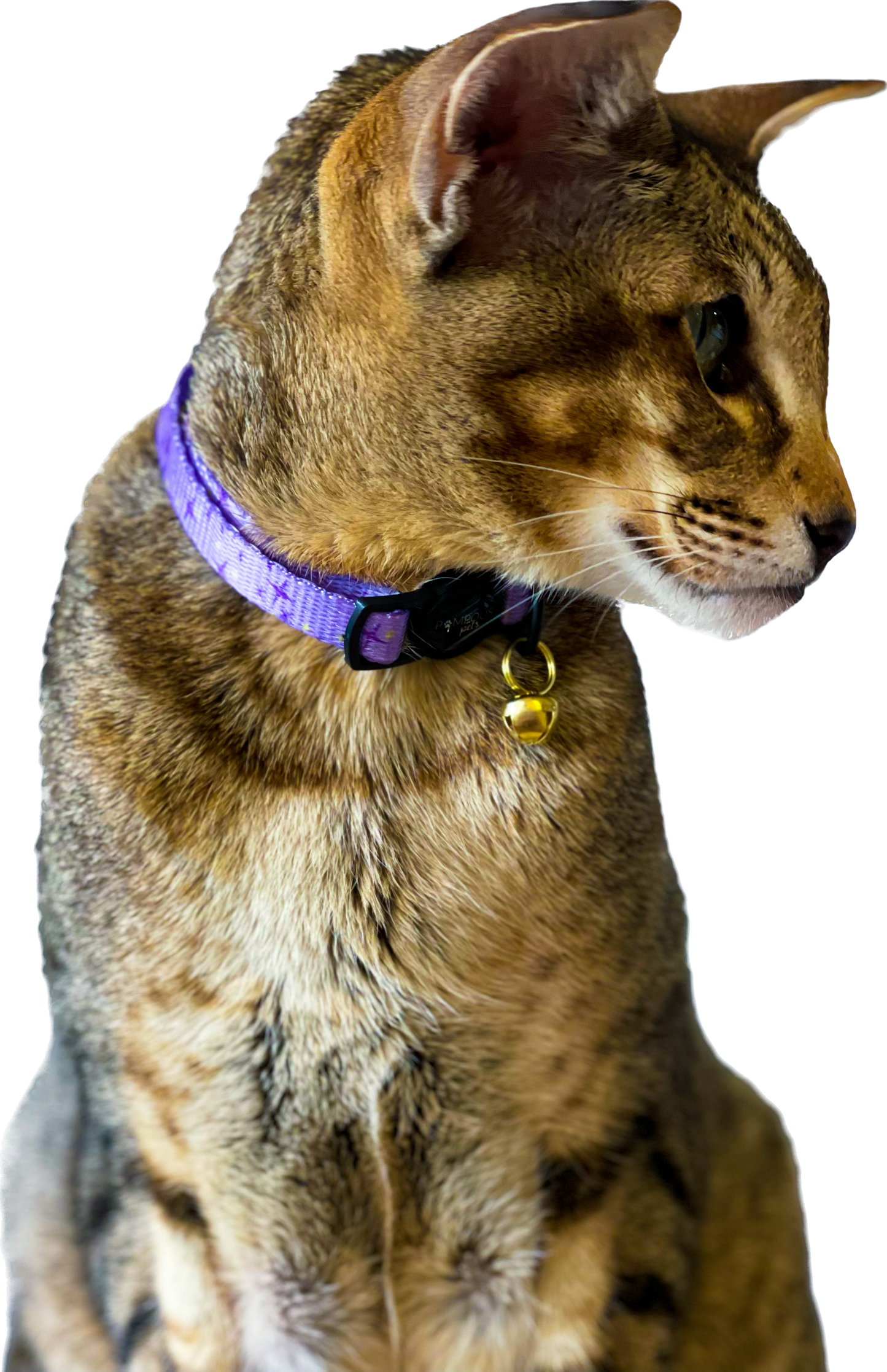 Lilac Stella Cat Collar