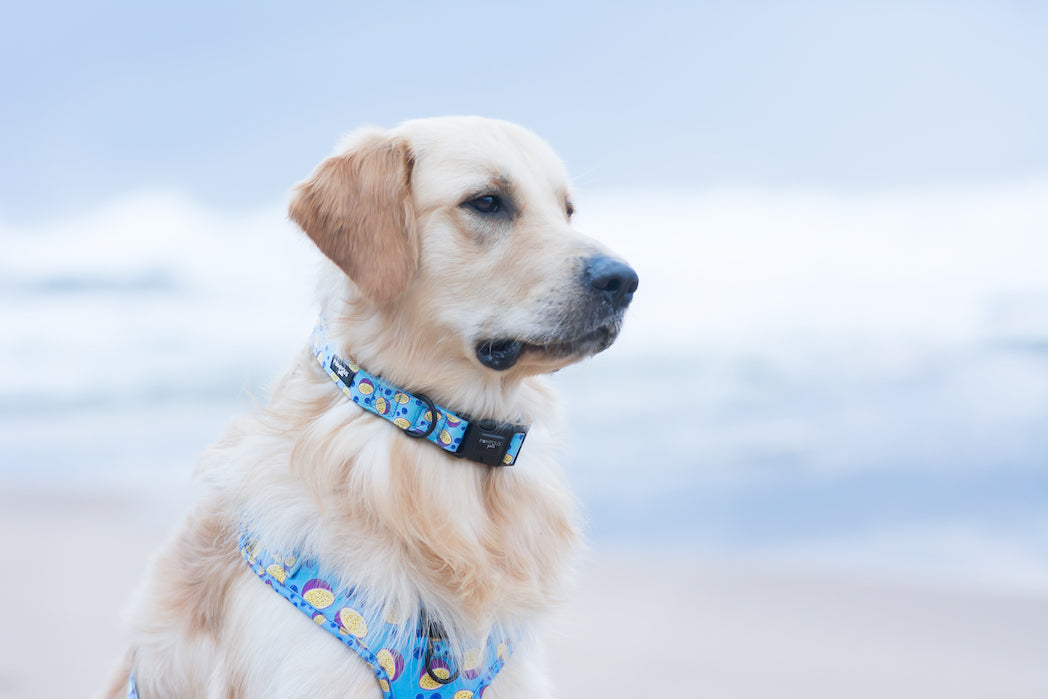 Berrydilla Dog Collar