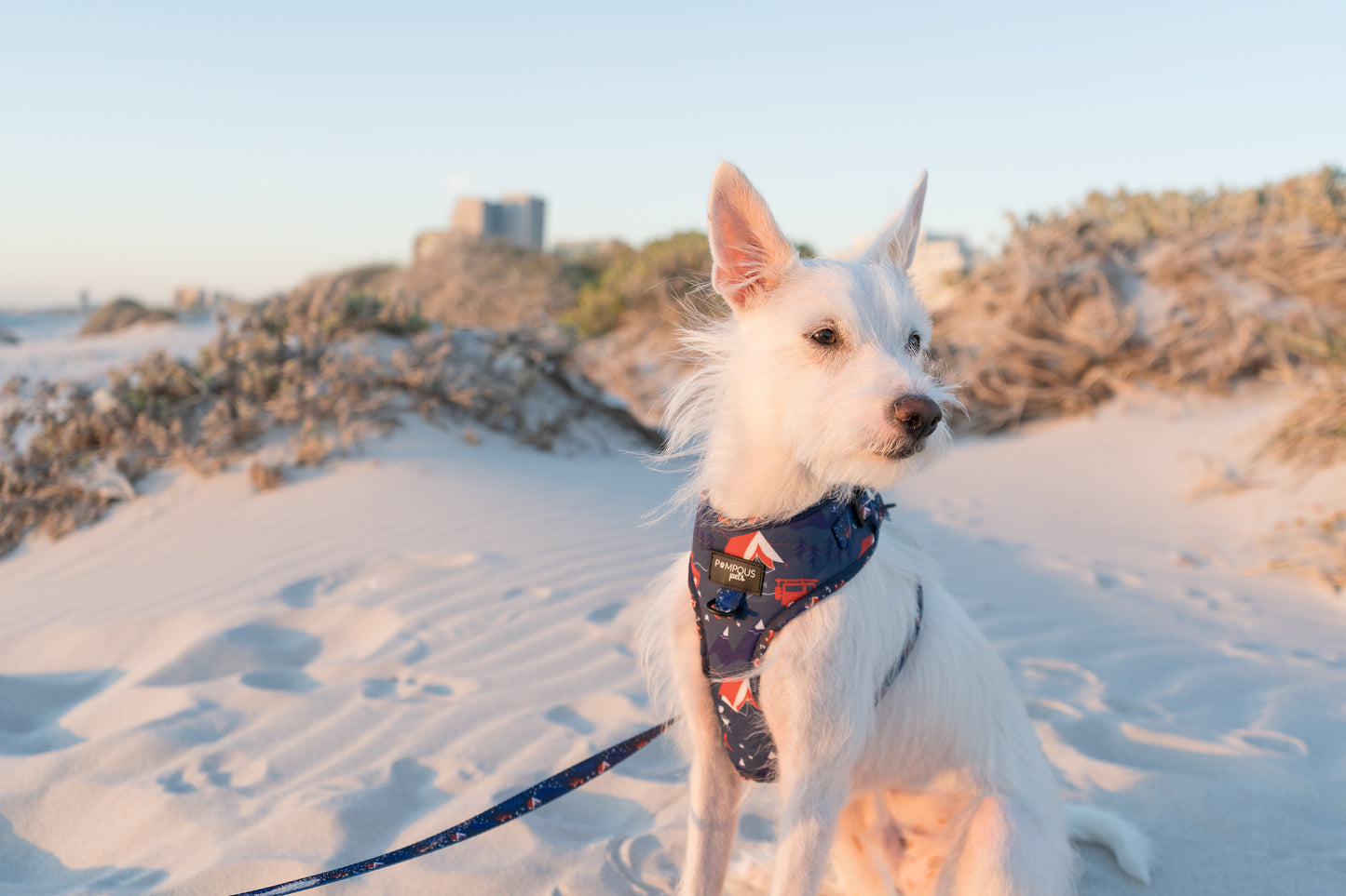 Adventure Is Out There Adjustable Dog Harness