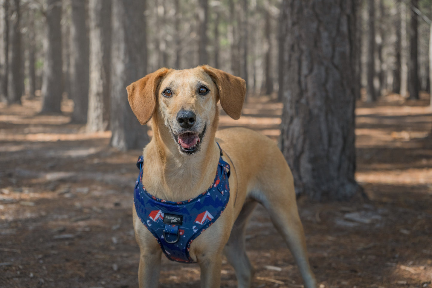 Adventure Is Out There Adjustable Dog Harness