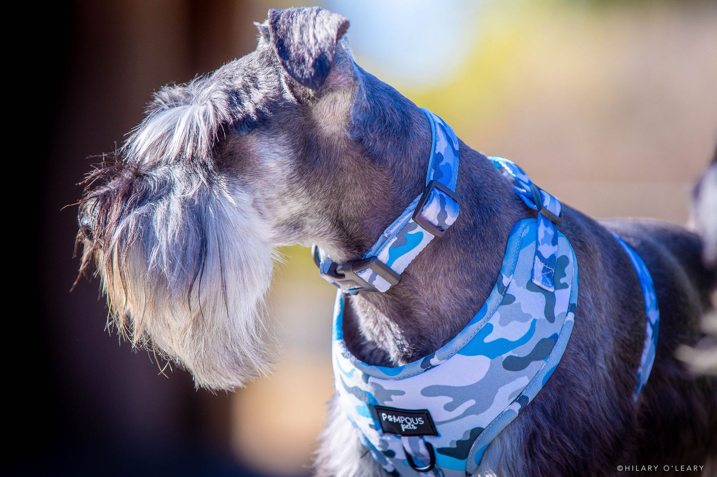 Blue Camo Collars