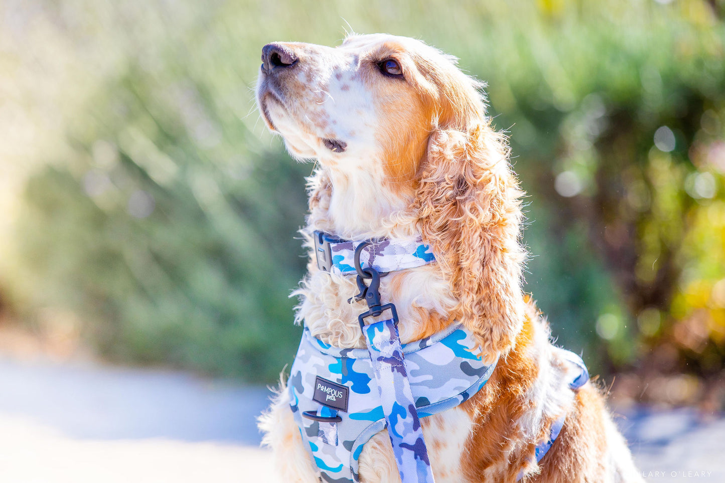 Blue Camo Collars