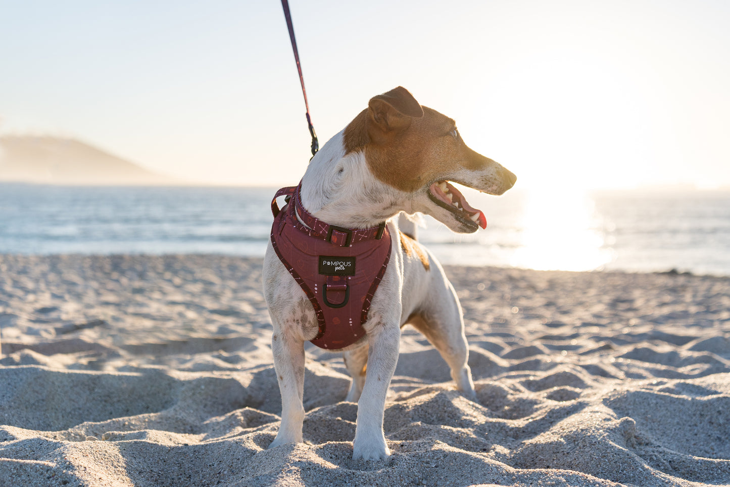 Cupids Crush Adjustable Dog Harness