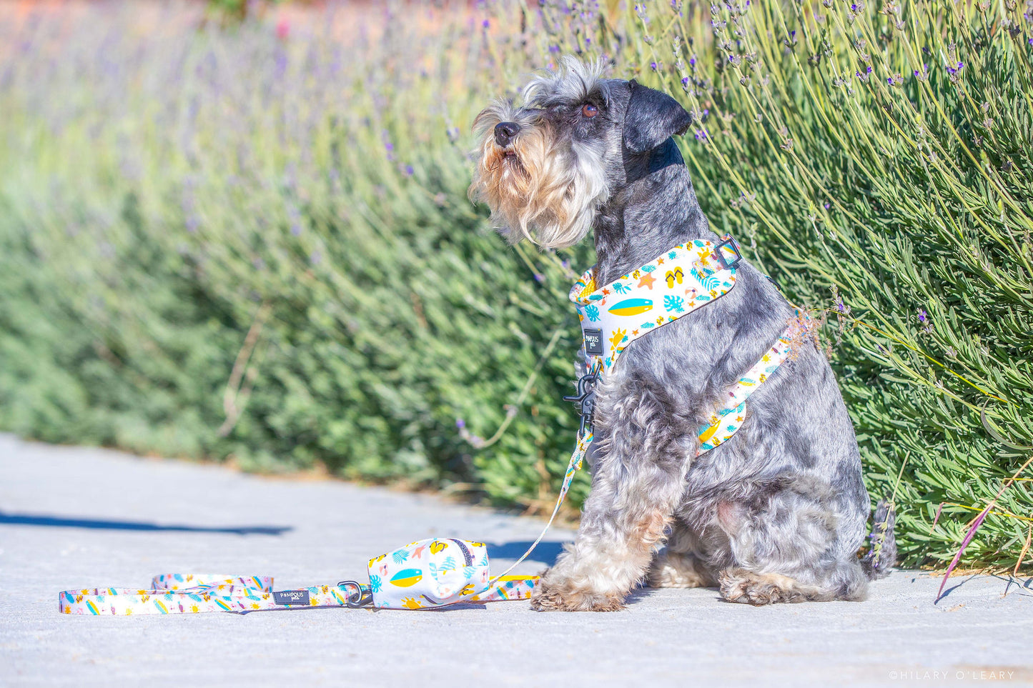 Life's A Beach Leash