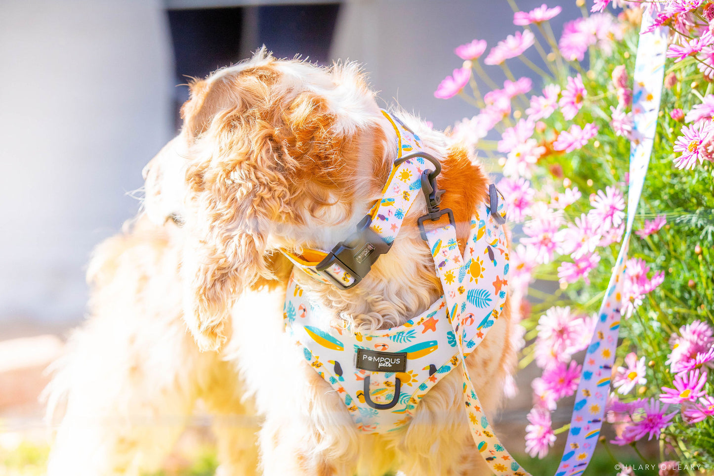 Life's A Beach Leash