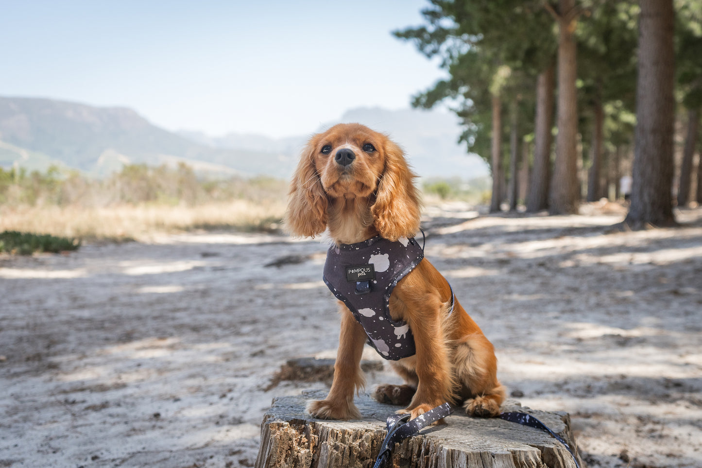 Paint The Town Adjustable Dog Harness