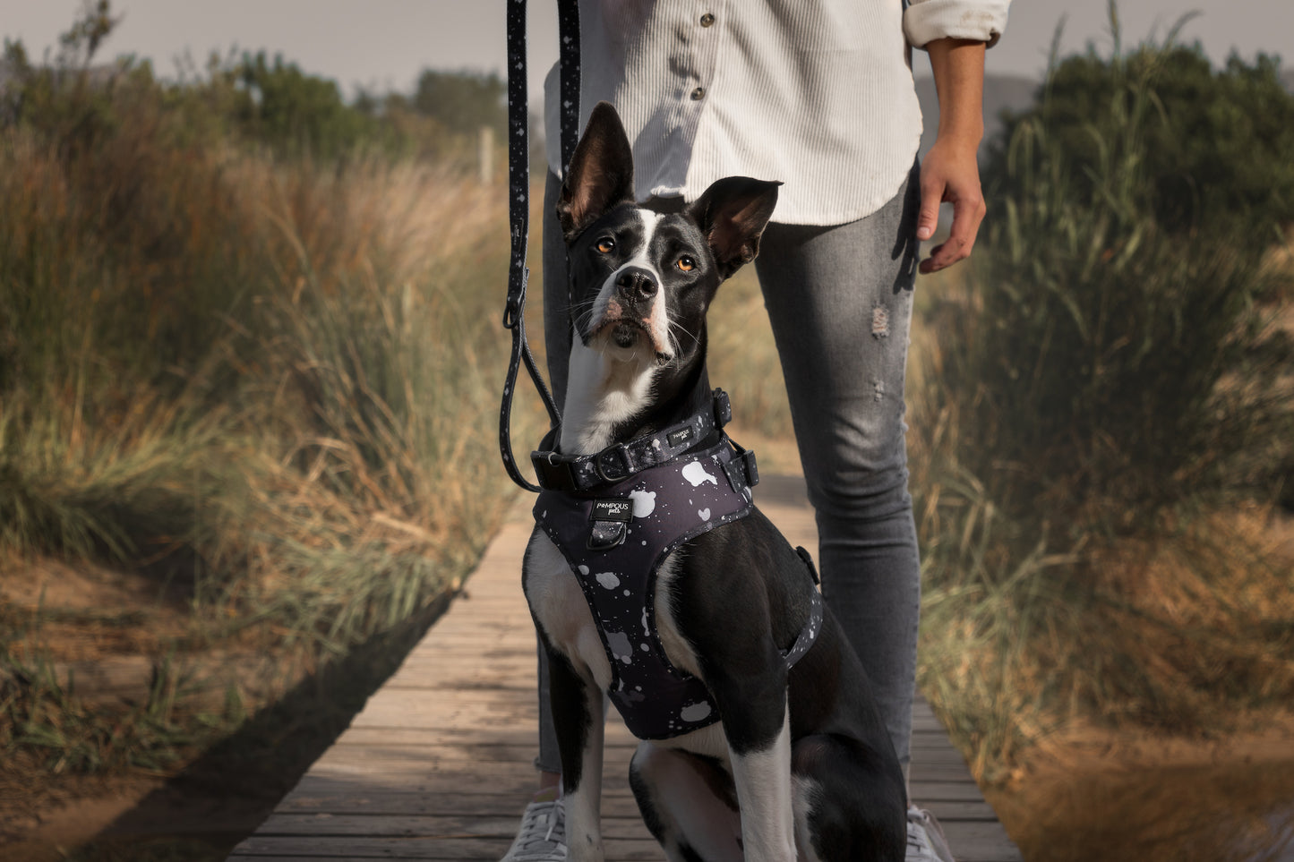 Paint The Town Adjustable Dog Harness