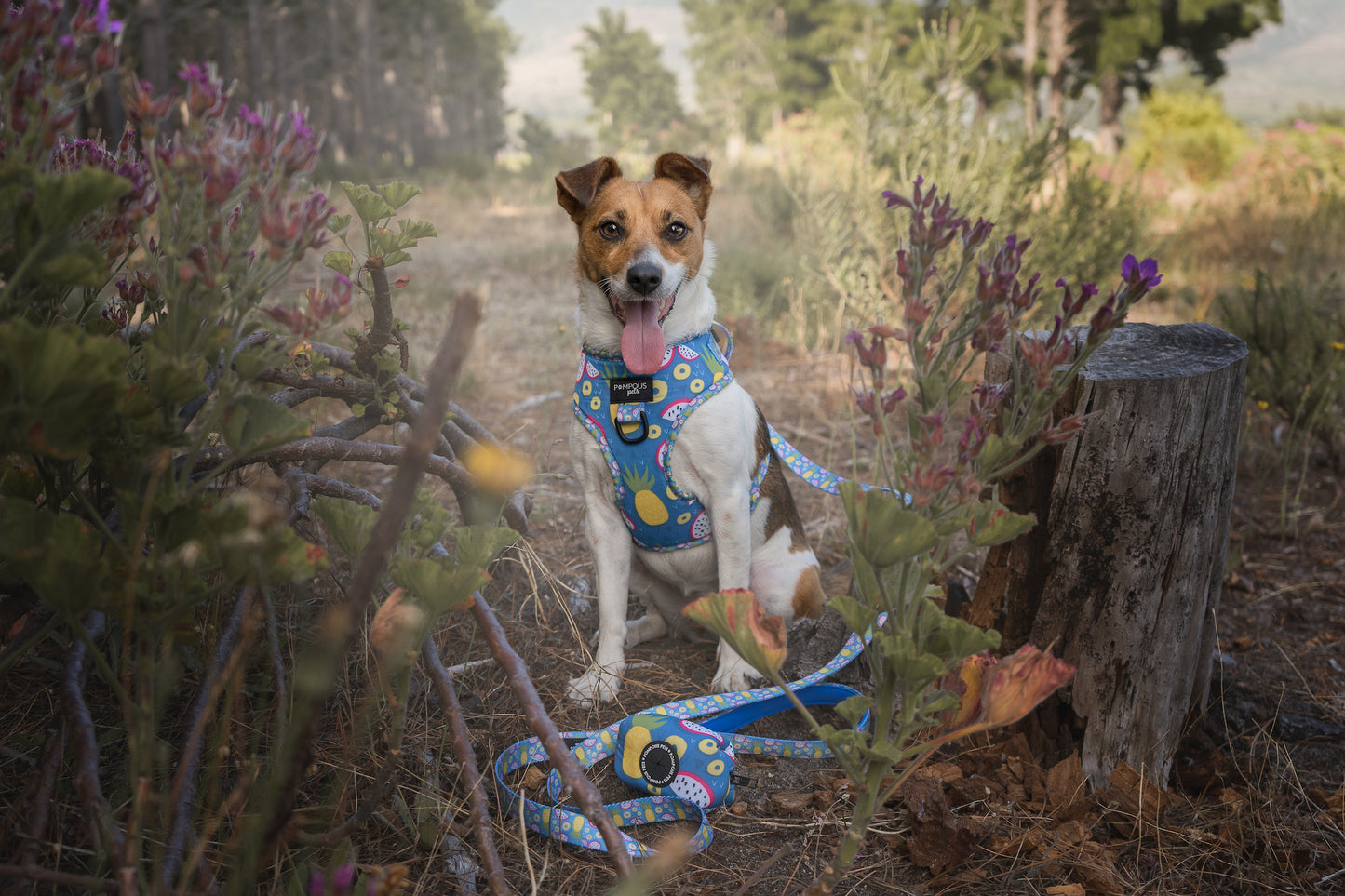 Pineapawlicious Adjustable Dog Harness