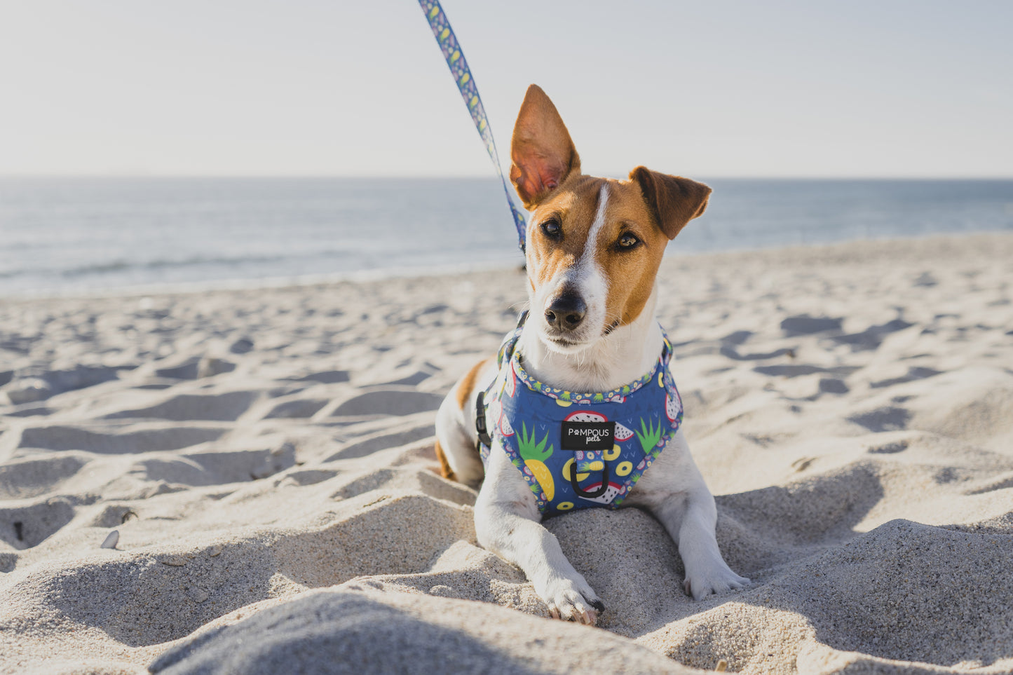 Pineapawlicious Adjustable Dog Harness