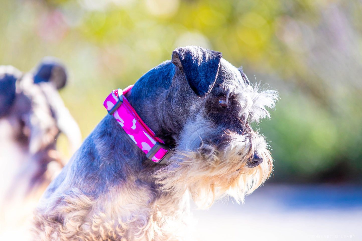 Pink Camo Dog Collars