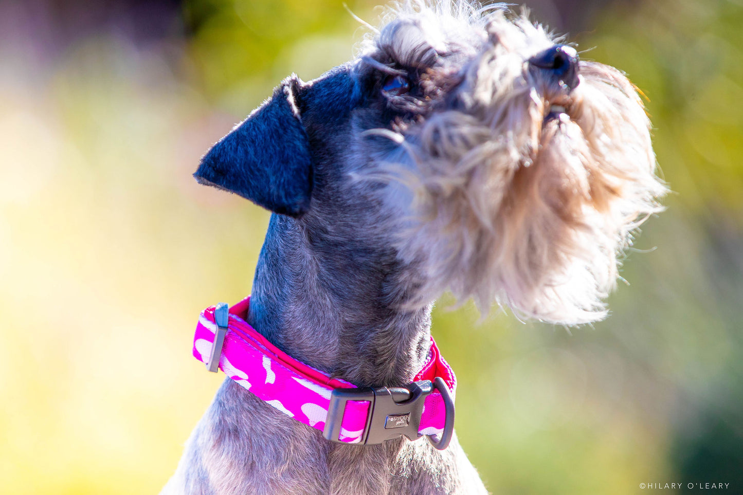 Pink Camo Dog Collars