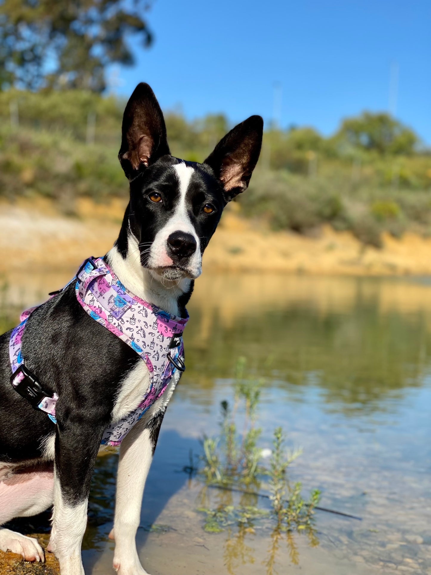 Unicorns Are Real Adjustable Dog Harness