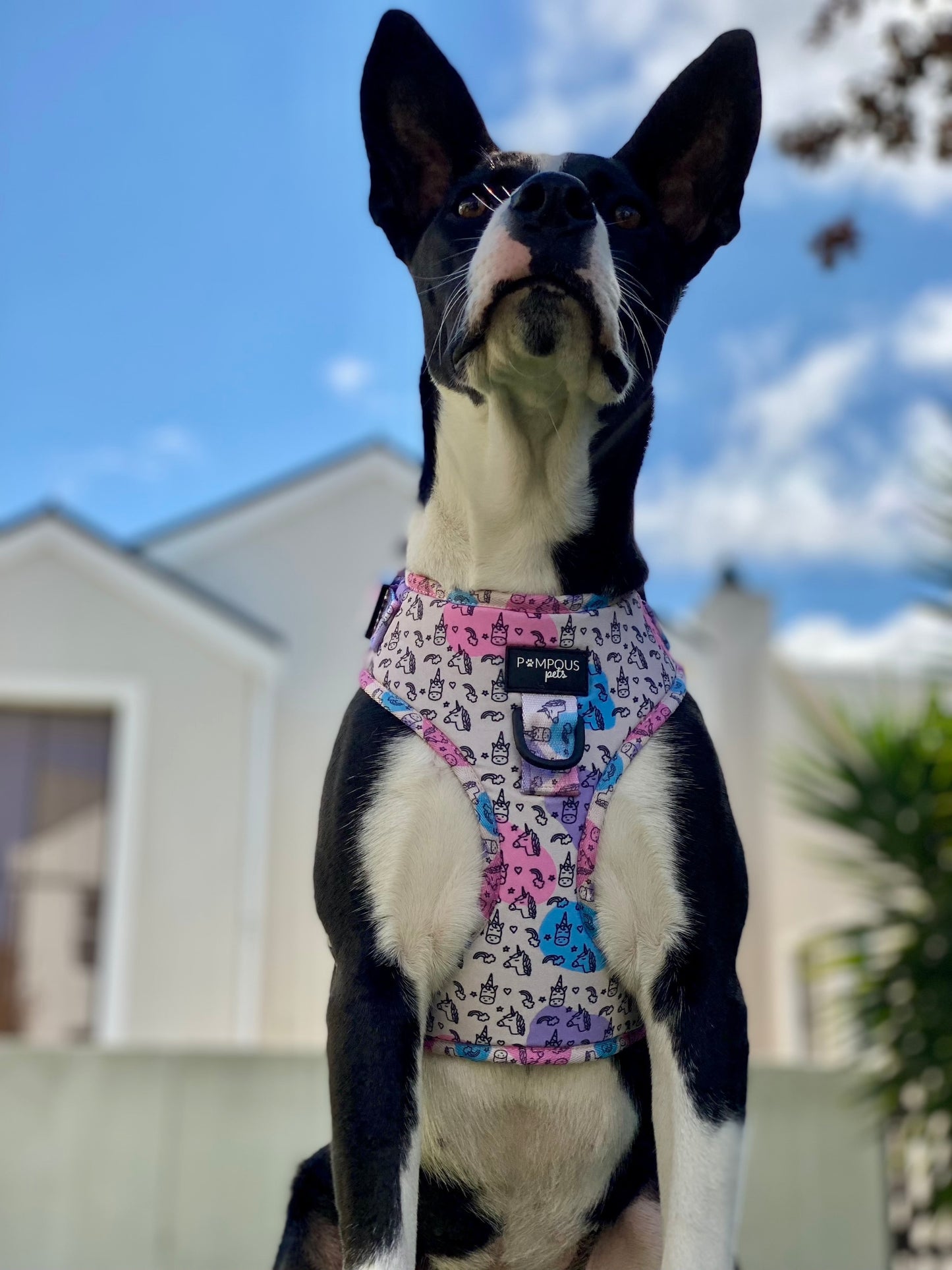 Unicorns Are Real Adjustable Dog Harness