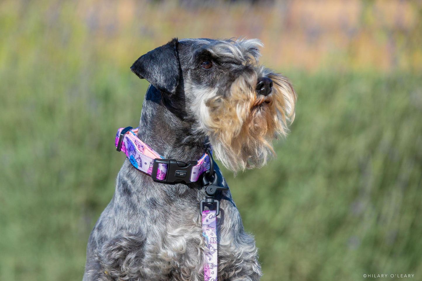 Unicorns Are Real Dog Collars