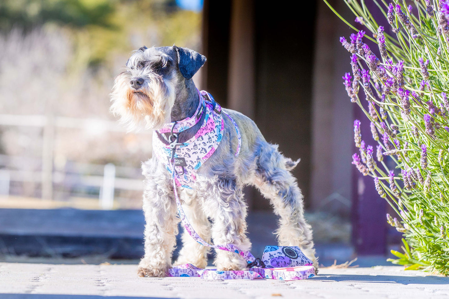 Unicorns Are Real Adjustable Dog Harness