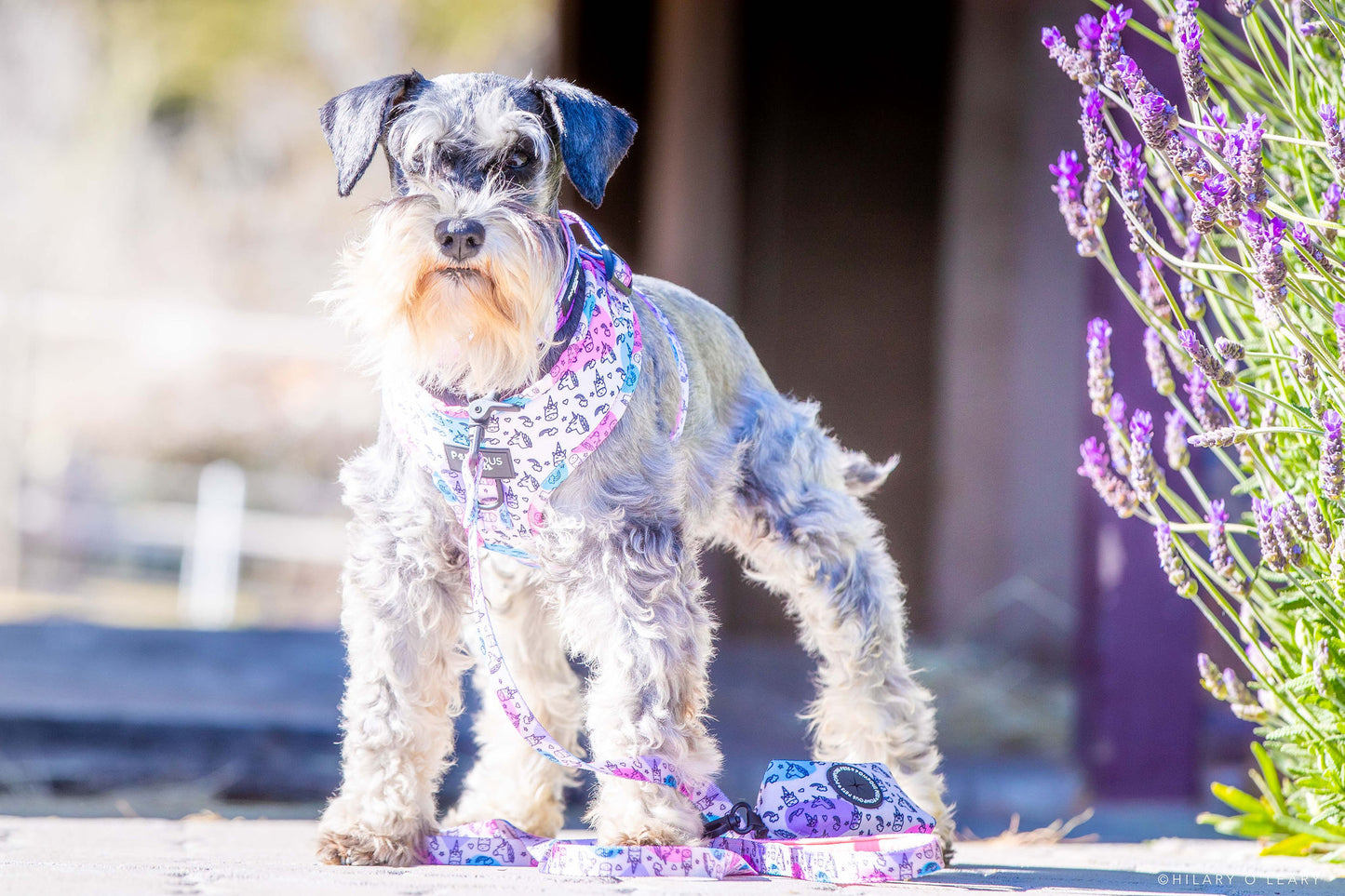 Unicorns Are Real Adjustable Dog Harness