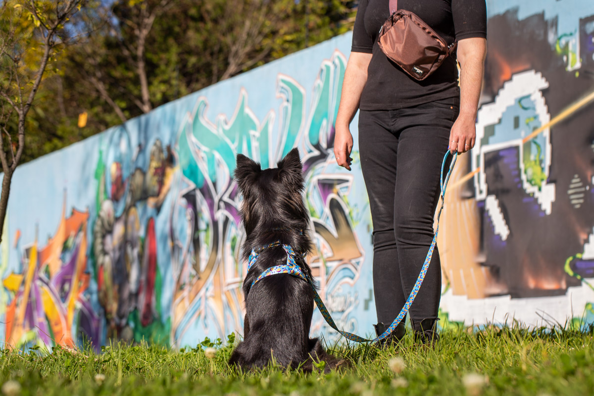 Pompous Pets South Africa Pompous Pets SA