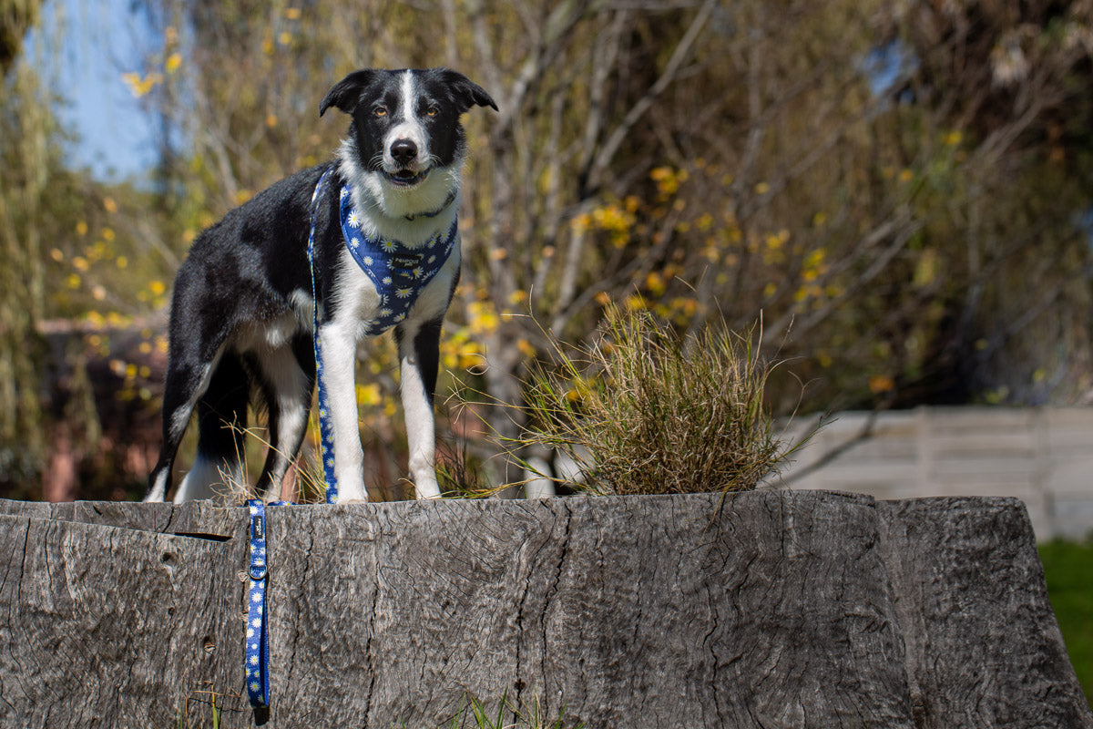 Sapphire Daisies Adjustable Dog Harness
