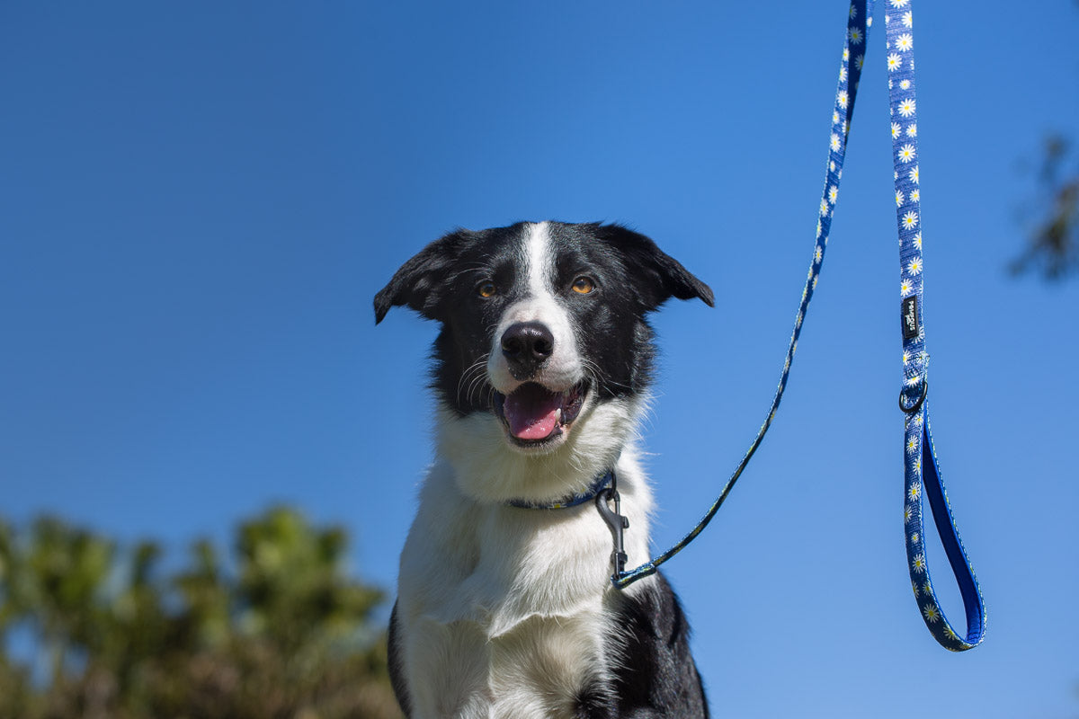 Sapphire Daisies Dog Collar