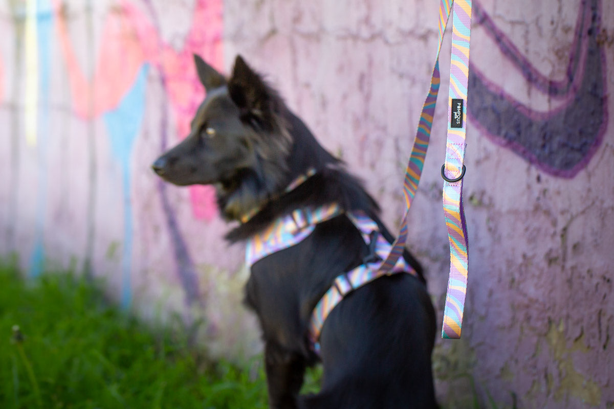Lollipop Dog Leash