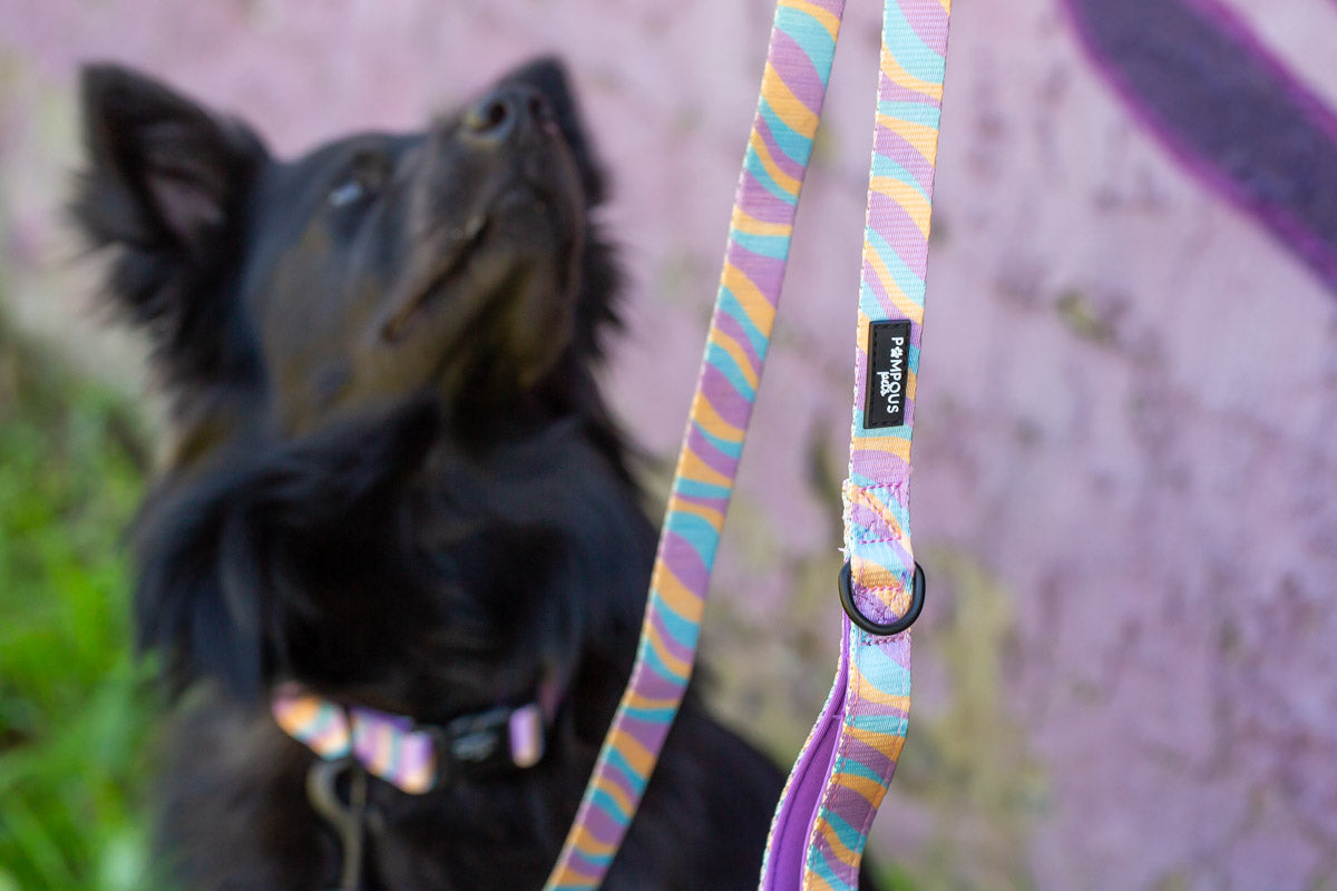 Lollipop Dog Leash
