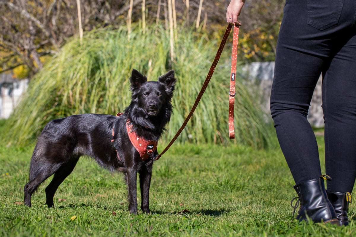 Terracotta Love Dog Harness Bundle Set