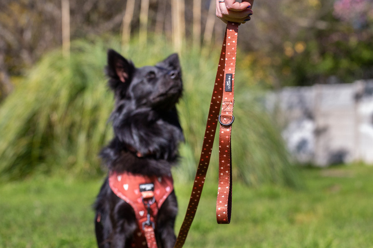 Terracotta Love Dog Leash – Pompous Pets SA