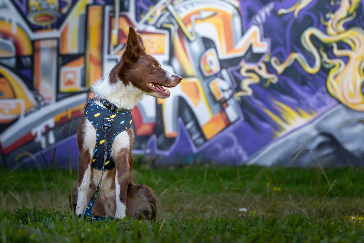 Comets Adjustable Dog Harness