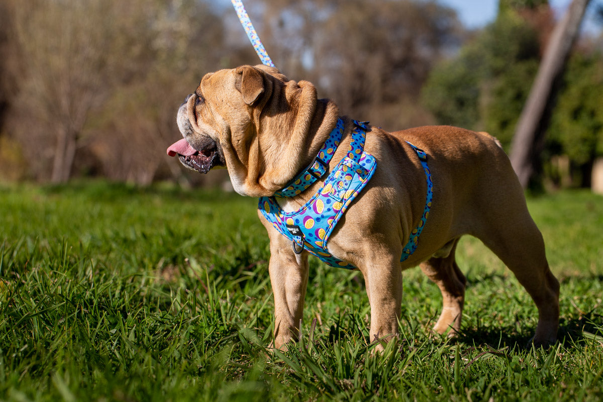 Berrydilla Dog Collar