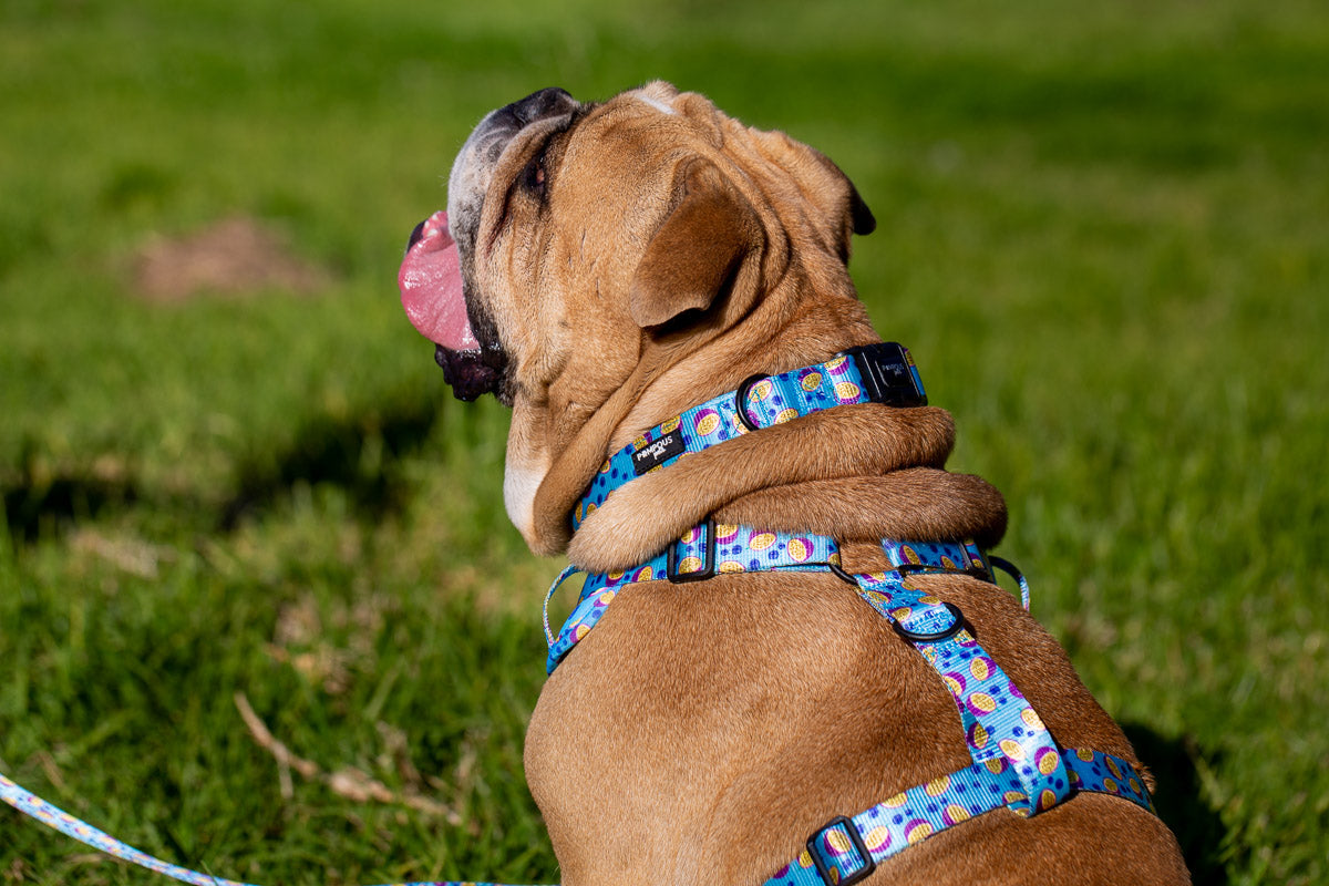 Berrydilla Dog Collar – Pompous Pets SA