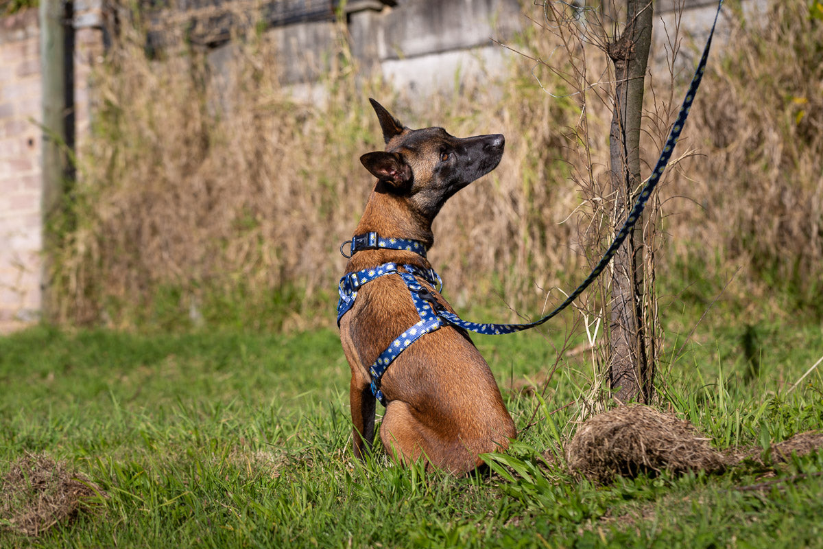 Sapphire Daisies Dog Collar
