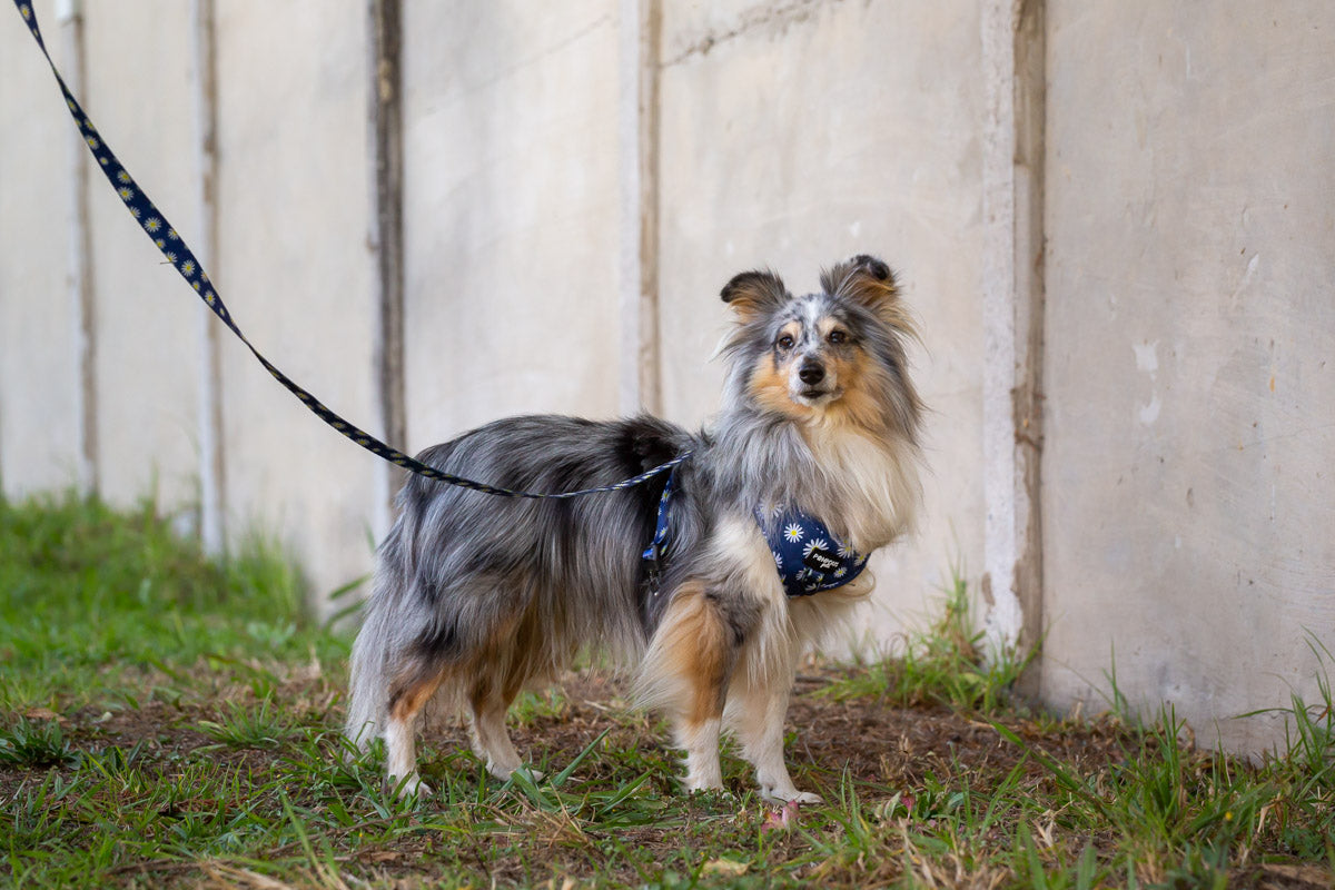 Sapphire Daisies Adjustable Dog Harness