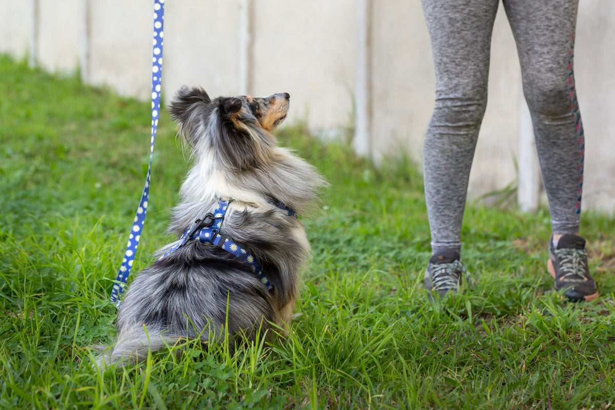 Sapphire Daisies Adjustable Dog Harness