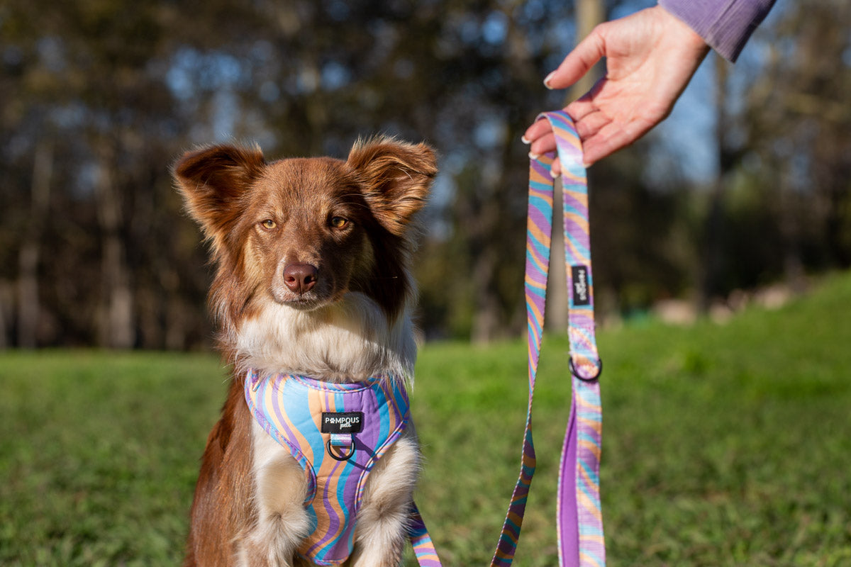 Lollipop Dog Leash