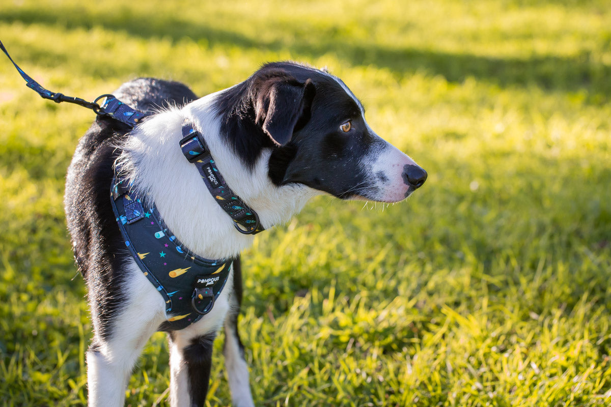 Comets Adjustable Dog Harness
