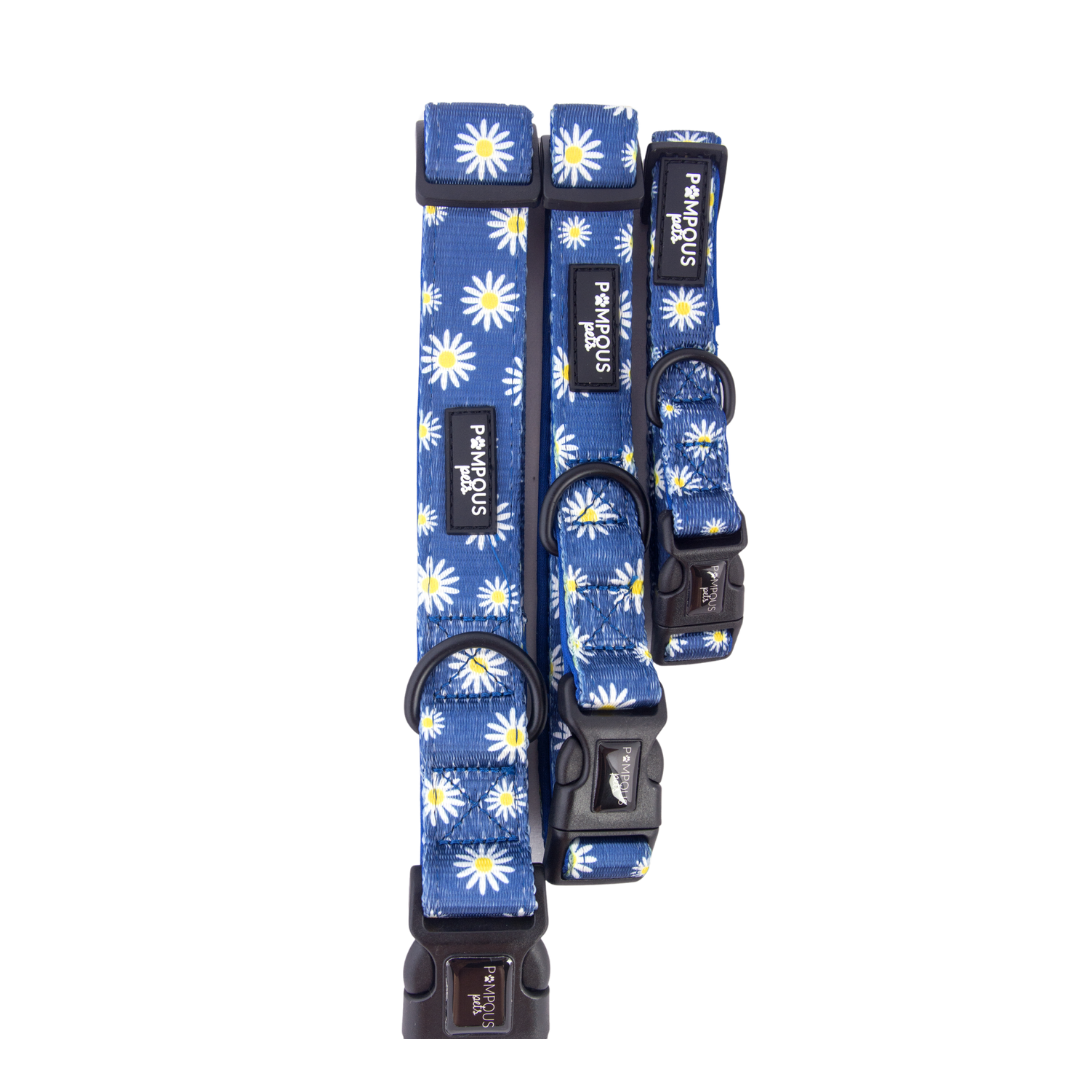 Sapphire Daisies Dog Collar